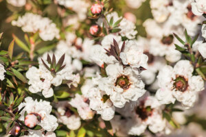 Leptospermum Scoparium 'Princess Anne'
